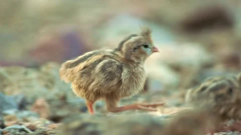 Quail chicks in the desert Stock Footage 269910353