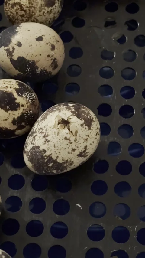 Quail Chicks Hatching from Eggs, Close up Vertical Shot Stock Footage 329467130