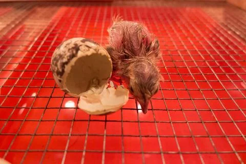 Quail chicks Foto stock
