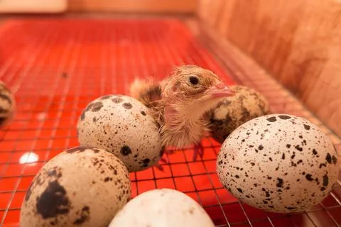 Quail chicks Stock Photos