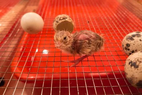 Quail chicks Foto stock