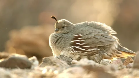 Quail chicks sitting under the hen Stock Footage 269910457