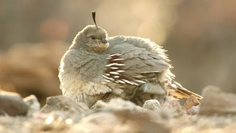 Quail chicks sitting under the hen Stock Footage 269910476