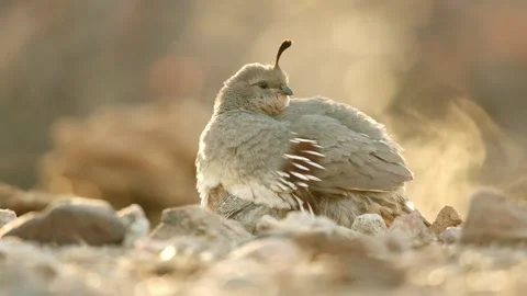 Quail chicks sitting under the hen Stock Footage 269910501
