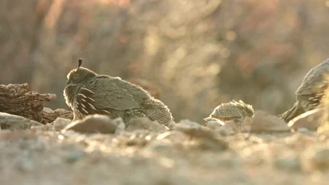 Quail chicks sitting under the hen Stock Footage 269910591