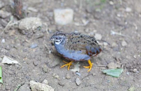 Quail China Stock Photos