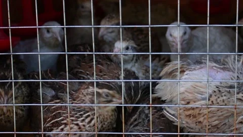 Quail of different breeds in a cage on a farm. HD video clip Stock Footage 168420243