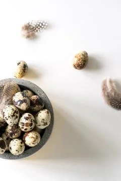 Quail Easter eggs and feathers in ceramic bowl on white background. Stock Photos