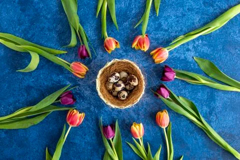 Quail easter eggs and tulips arranged in circle. Dark blue background. Holida Stock Photos