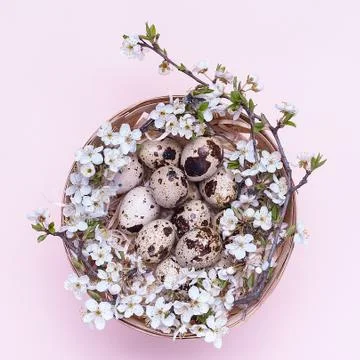 Quail easter eggs in a basket with flowers on a pink background. Square photo Stock Photos