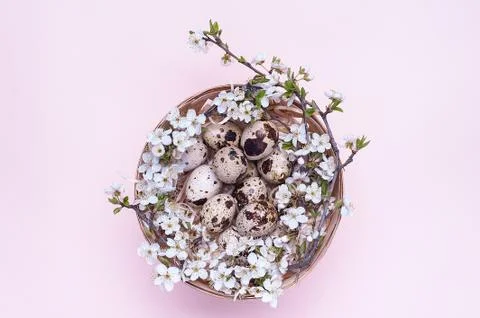 Quail easter eggs in a basket with flowers on a pink background. Horizontal p Stock Photos