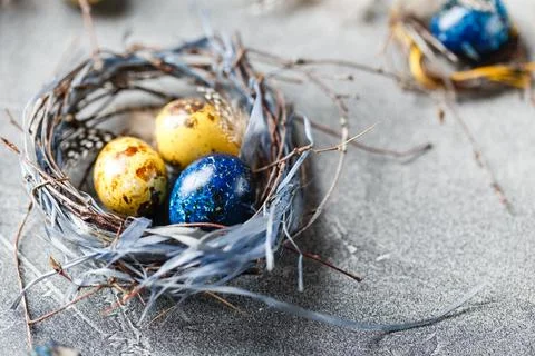 Quail easter eggs with feathers in nest on brown table with copy space. Stock Photos