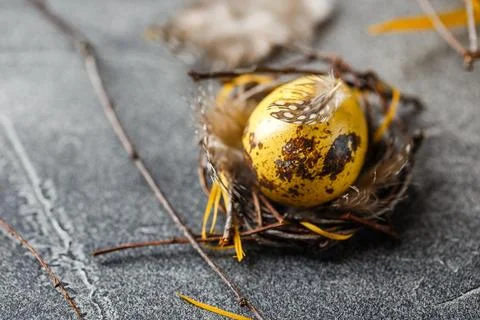 Quail easter eggs with feathers in nest on brown table with copy space. Foto stock