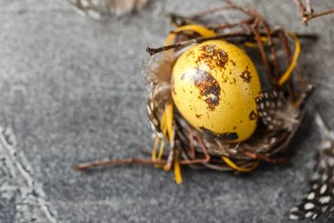 Quail easter eggs with feathers in nest on brown table with copy space. Foto stock