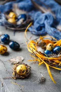 Quail easter eggs with feathers in nest on brown table with copy space. Stock Photos