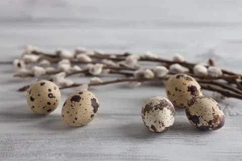 Quail Easter eggs on a gray vintage wooden background with willow branches Stock Photos