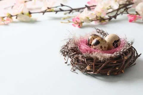 Quail easter eggs in nest and spring blomming flowers on blue. Stock Photos