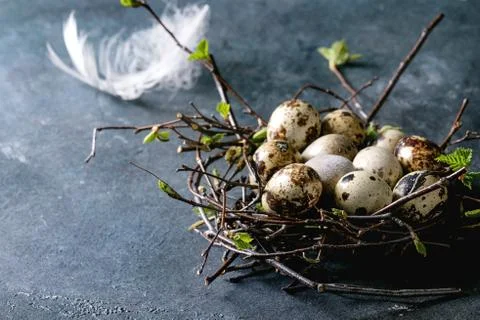 Quail Easter eggs in nest Stock Photos