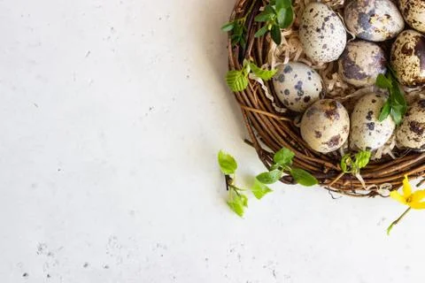 Quail Easter eggs with spring green leaves in nest. Stock Photos