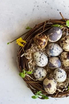 Quail Easter eggs with spring green leaves in nest. Stock Photos
