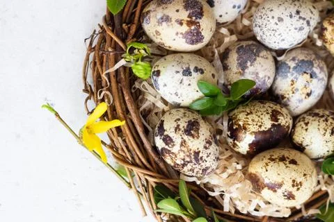 Quail Easter eggs with spring green leaves in nest. Stock Photos