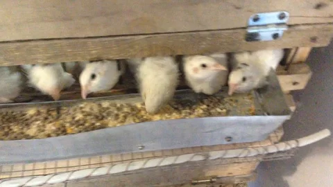 Quail eats 스톡 동영상 94340822