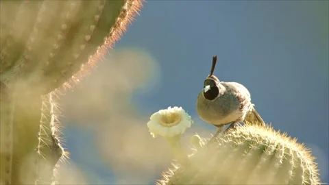 Quail eats at a saguaro blossom Stock Footage 269910704