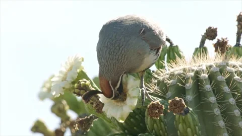 Quail eats at a saguaro blossom Stock Footage 269910745
