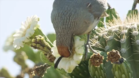 Quail eats at a saguaro blossom Stock Footage 269910751
