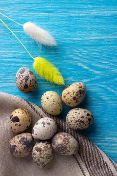Quail eco eggs on the light-blue wooden background Stock Photos