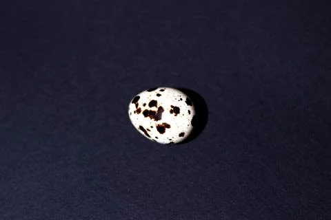 Quail egg in the center of a black background Stock Photos