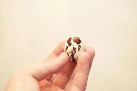 Quail egg in hand, close-up. Eggs quail. Foto stock