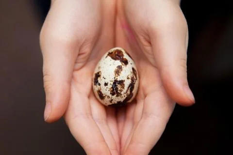 Quail egg in hand, close-up. Eggs quail. Stock Photos