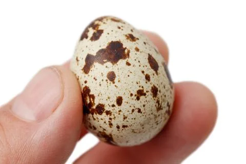 Quail egg held gently between fingers Foto stock