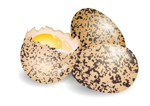 Quail egg Stock Illustration