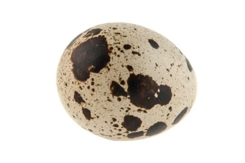 Quail egg isolated on white background 스톡 사진