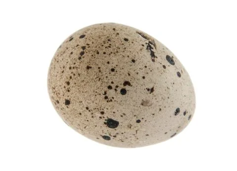 Quail egg isolated on white background Stock Photos
