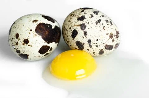 Quail egg Isolated on white background Stock Photos