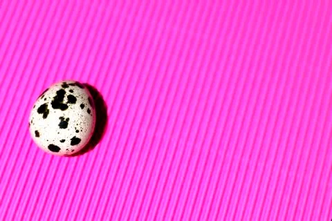 Quail egg on the left on a pink background Stock Photos