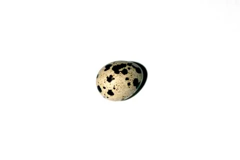 Quail egg in the middle of a white background Stock Photos