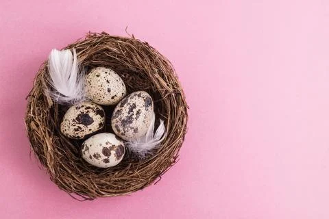 Quail egg in nest, spring and easter with white feathers Stock Photos