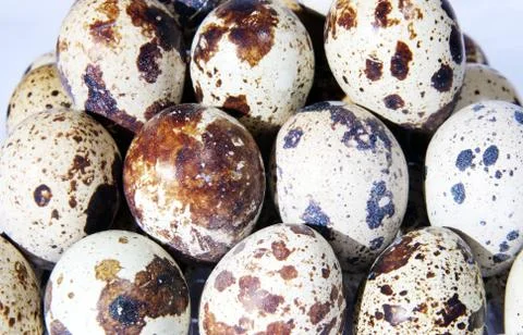 Quail egg in packing 写真素材