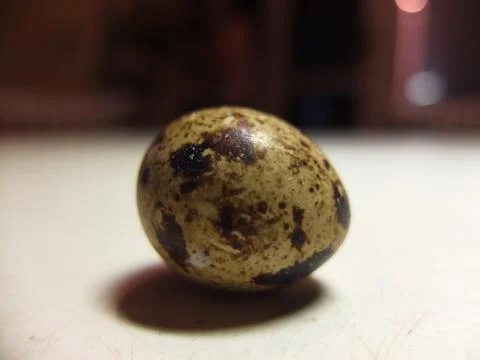Quail egg Stock Photos
