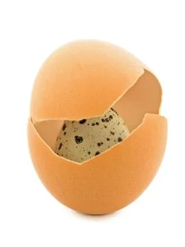 Quail Egg Stock Photos