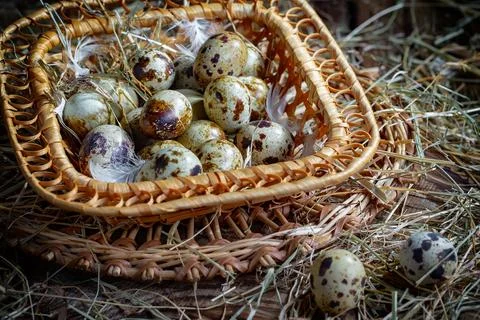 Quail egg Stock Photos