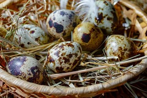 Quail egg Foto stock