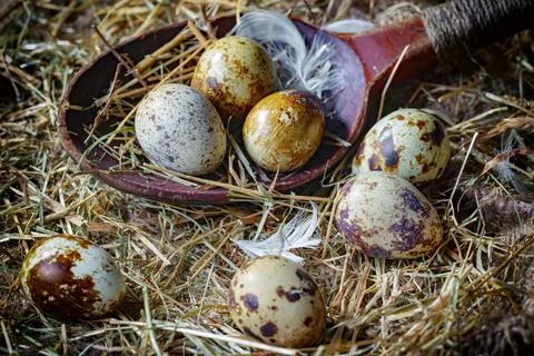 Quail egg Stock Photos