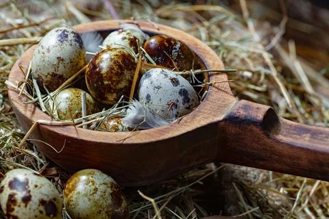 Quail egg Stock Photos