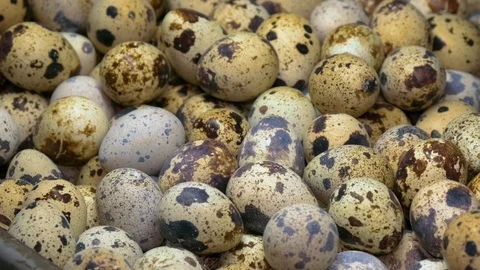 Quail Egg at the Poultry Farm Stock Footage 97652984
