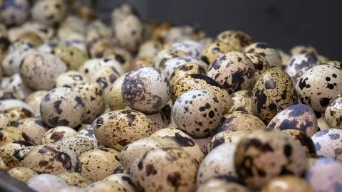 Quail Egg at the Poultry Farm Stock Footage 97654688